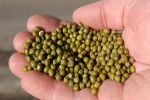 Mungbeans back with a bang