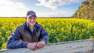 Faba bean data reduces canola area