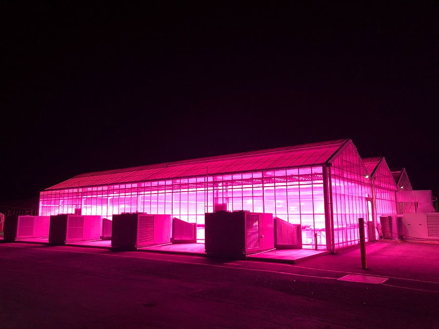 A glasshouse with pink lights at night time