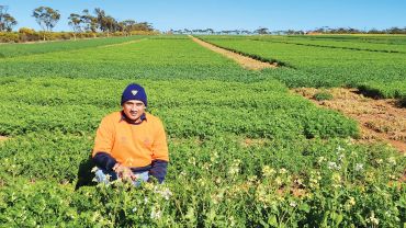 SA research push to close pulse yield gaps