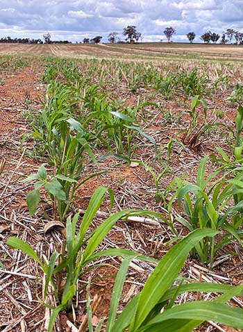 Stuart McDonald has two 17ha paddocks set aside for testing some of the concepts he saw overseas and adapting them to his farming system. PHOTO Stuart McDonald