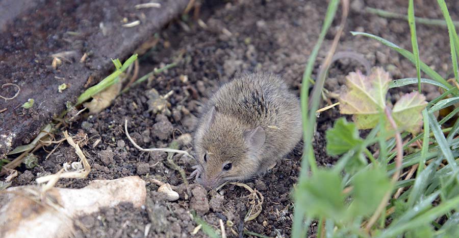 Anecdotal reports suggest that retaining chaff in paddocks increases mouse populations. PHOTO Emma Leonard
