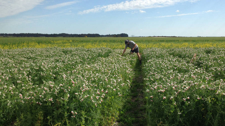 Person in a field pea crop