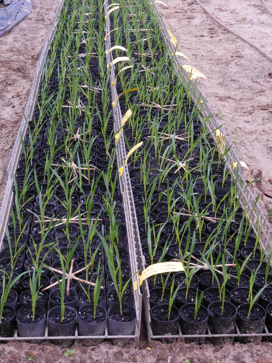 Wheat cultivars being grown for eyespot screening by SARDI researchers. PHOTO Margaret Evans
