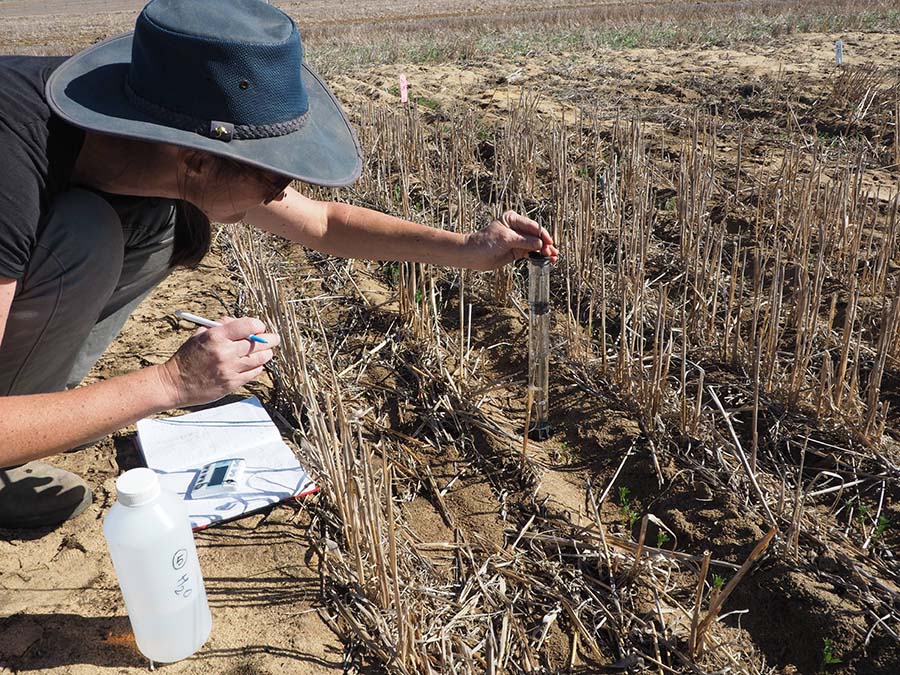 CSIRO postdoctoral fellow Sarah Rich measuring soil water infiltration in a chickpea crop. PHOTO CSIRO