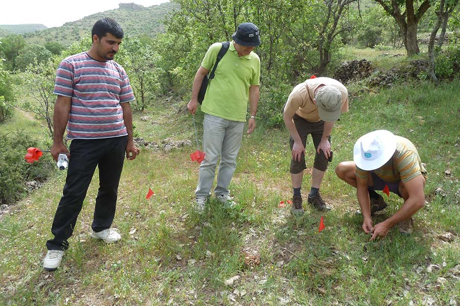 International collaboration is widening the world's collection of wild crop relatives. Here Bilal Aydin, left, of Harran University, Professor Cengiz Toker, of Akdeniz University, Dr Petr Smykal, of Olomouc University, and Dr Jens Berger, of CSIRO, are surveying populations of Cicer reticulatum - the wild progenitor of domestic chickpea - in Turkey's south-eastern Anatolia region.