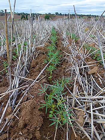 lupin in stubble