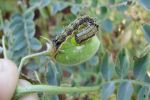 Cotton bollworm resistance management