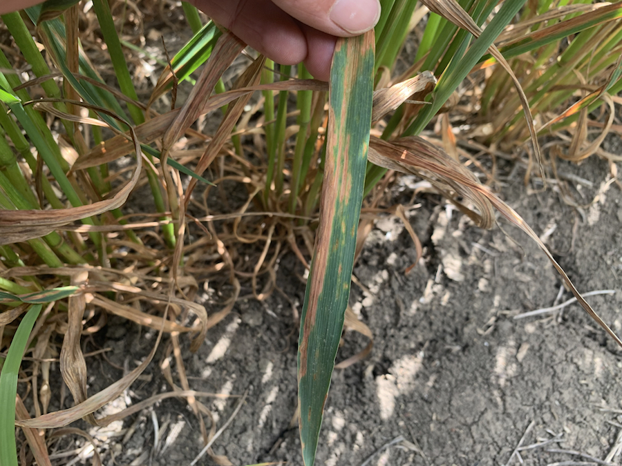 Red leather leaf infection on oat leaves
