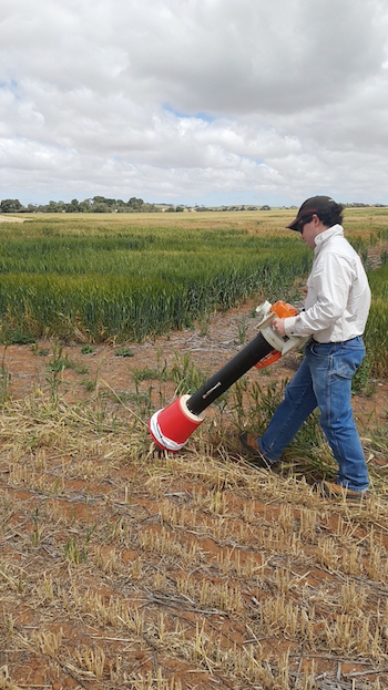 Researcher collects Russian wheat aphids with a modified leaf blower.