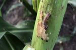 GRDC praises move to import fall armyworm virus