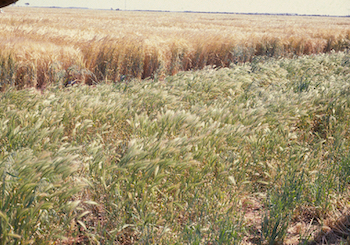 barley grass in a paddock