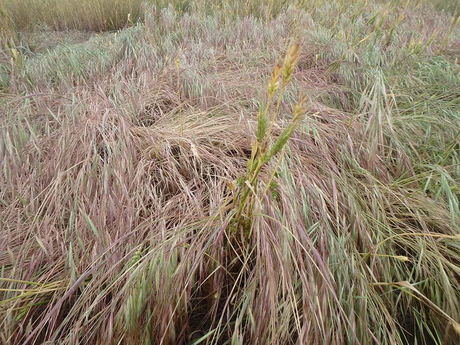 Heavy infestation of brome in wheat.