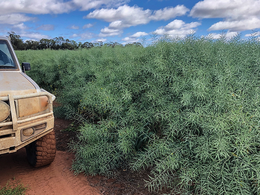 canola can grow very tall on Breil and Bernadette Jackson's farm