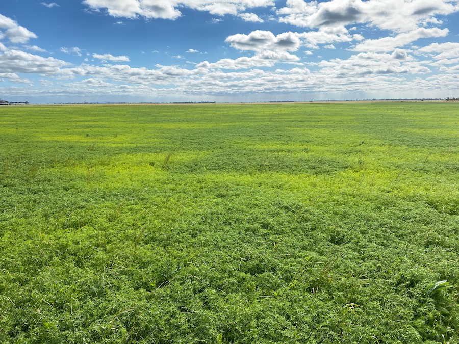 lentil root disease