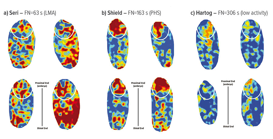 Hyperspectral images showing a) late maturity alpha-amylase enzyme activity, b) pre-harvest grain sprouting enzyme activity and c) little enzyme activity.