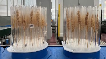 New role for medical imaging technology in grains research