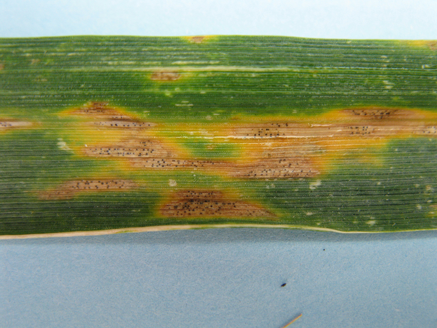 septoria tritici blotch