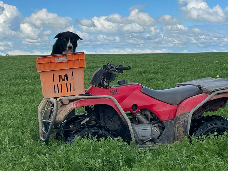 A dog sits in a basket on a motorcycle, in a field of woolly butt vetch crop in Esperance, Western Australia