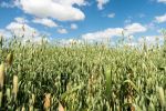 Oat growers embrace timely registration of key  weed control option