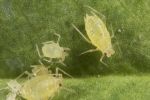 Further case of insecticide resistance found in GPA 