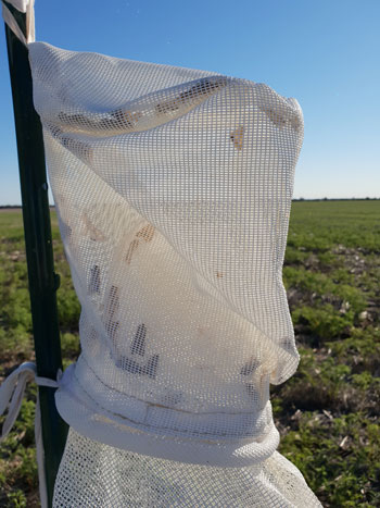 A close up of an insect trap in an open green paddock.