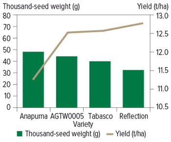 The diagram shows Reflection wheat has the lowest thousand-seed weight and highest yield.