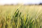 GM and gene-edited grass research program expanded