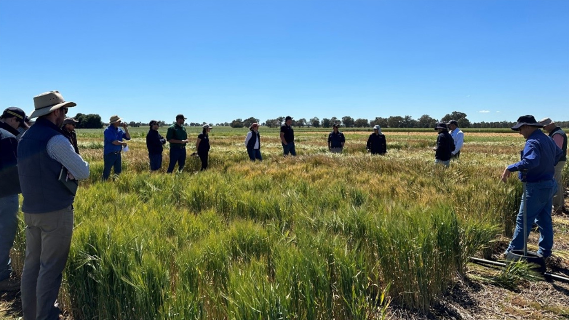 GRDC announces major investments to combat Septoria tritici blotch in ...