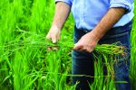 Why GRDC invested in the Herbicide Innovation Partnership in 2015