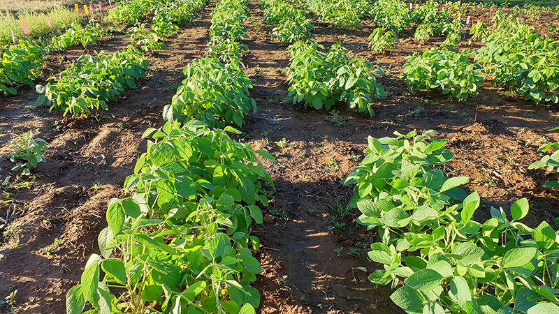 Image of A field trial in the University of Adelaide, screening soybean germplasm for maturity fit.