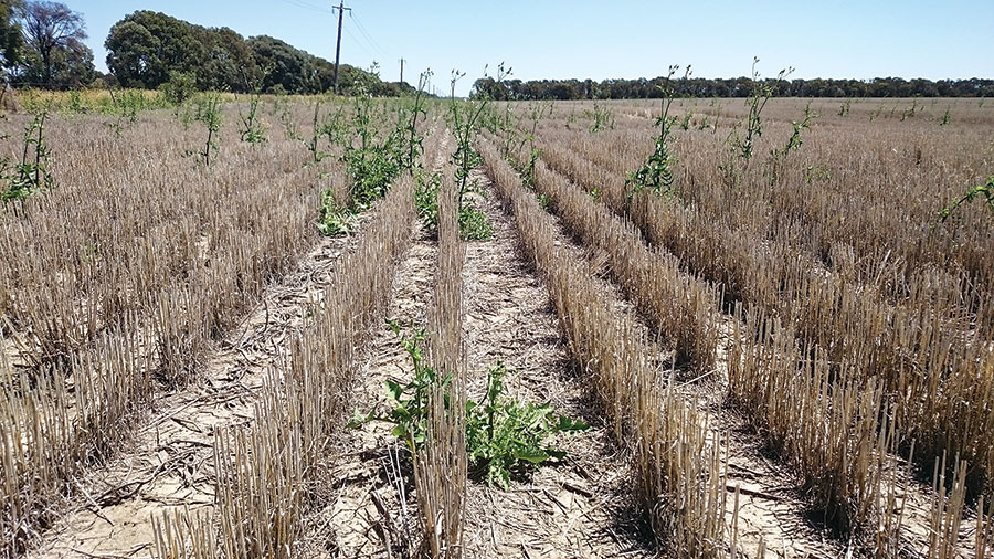 Advanced sow thistle in wheat stubble north-west of Yelarbon. The plants are too large to expect control from any herbicide. 