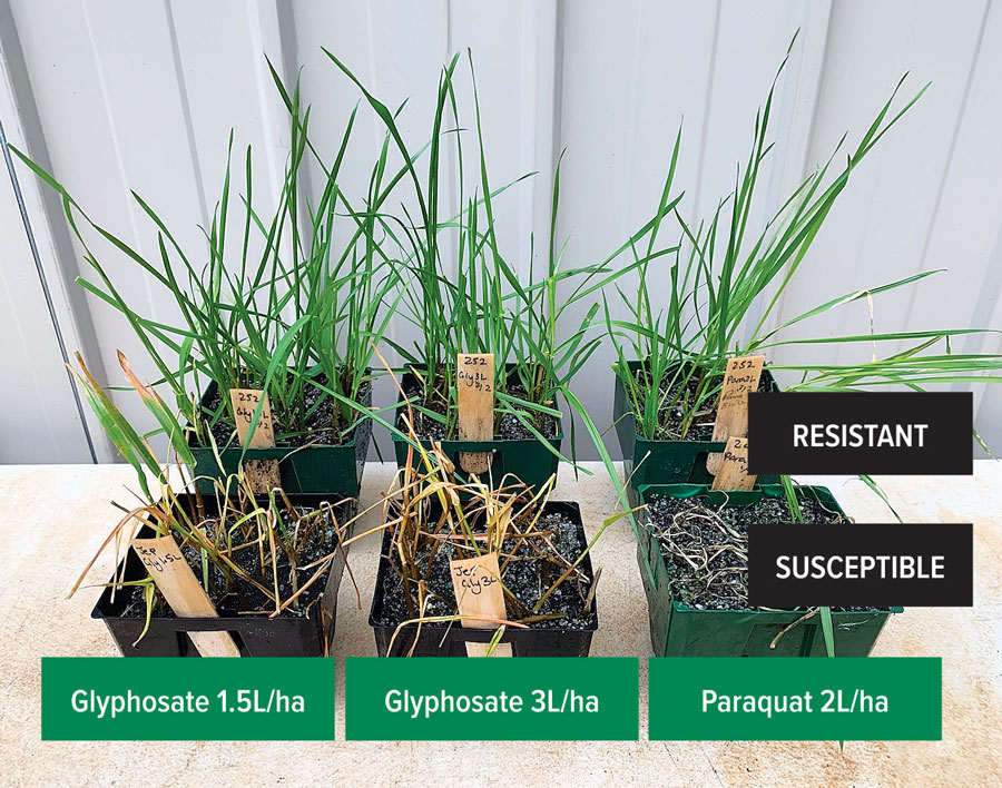 Plant Science Consulting herbicide-resistance testing 