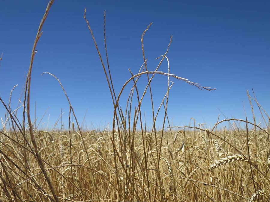 Annual ryegrass seed heads in a mature wheat crop. Photo: Paul Breust