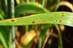 High-rainfall growers warned to watch for ramularia leaf spot during season