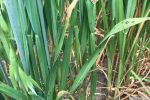 Problematic western region oat disease being tackled in new project