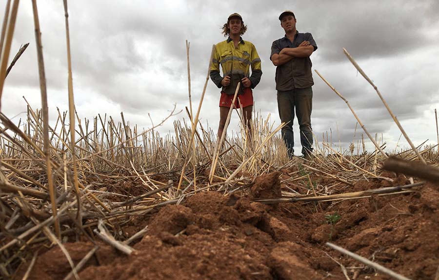 Mingenew chickpea growers James, left, and Jack Mills. 