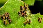 Call for best-practice approach to control mites