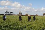 Call for grain sector stakeholders to help extend valuable frost R&D information