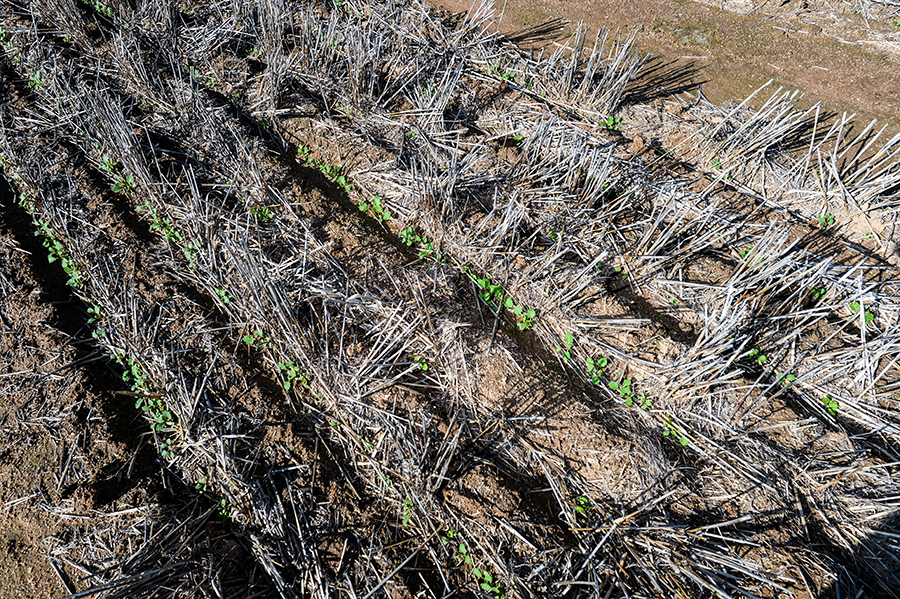 Canola in 2020