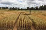 Growers urged to consider nitrogen strategies in early sown oats