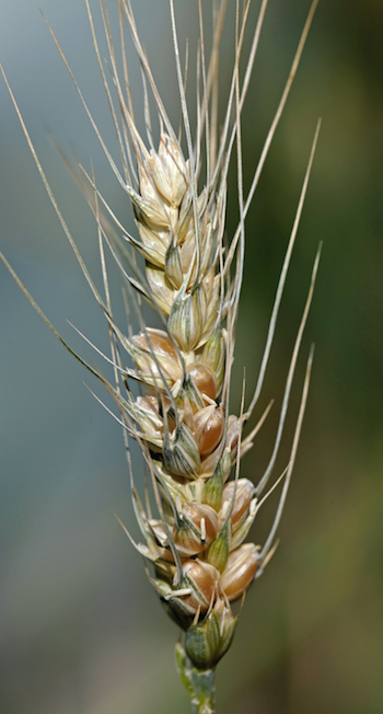 A wheat head that has been affected by frost.