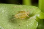 Pest detectives tracking the green peach aphid