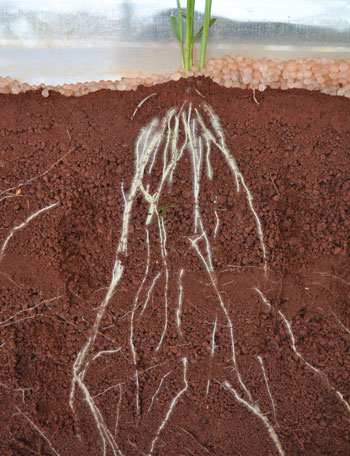 root system