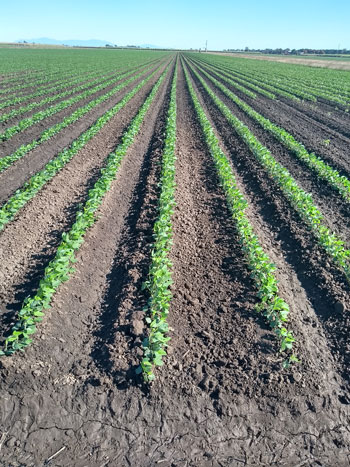 A field of soybeans