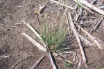 Strategies to manage feathertop Rhodes grass