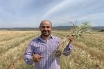 Designer root systems to maintain durum wheat yields in drought 