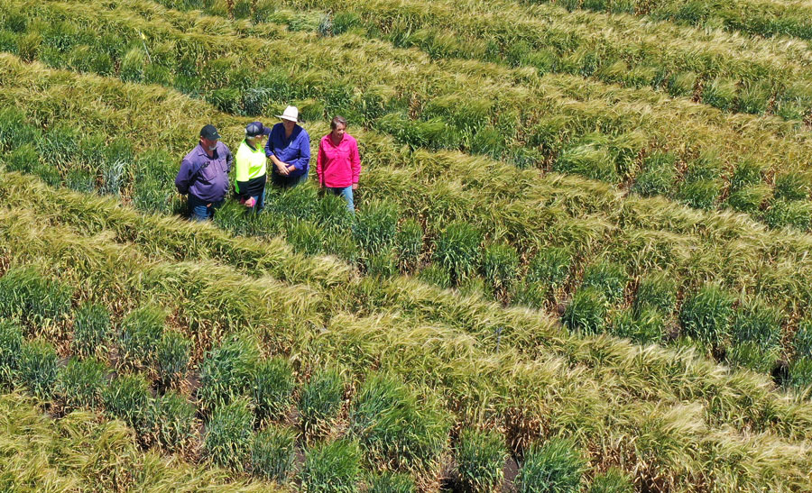 people standing in a field trial