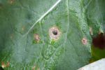 Webinar will provide timely advice on blackleg