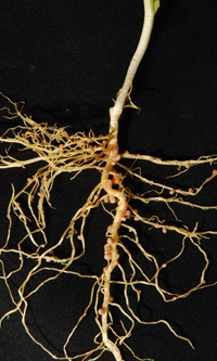 field pea nodules on roots